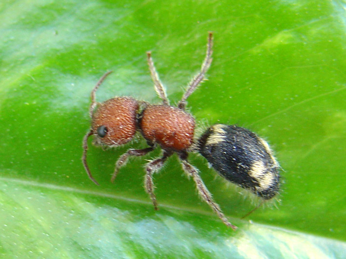 Mutilla quinquemaculata, femmina (Hymenoptera, Mutillidae)